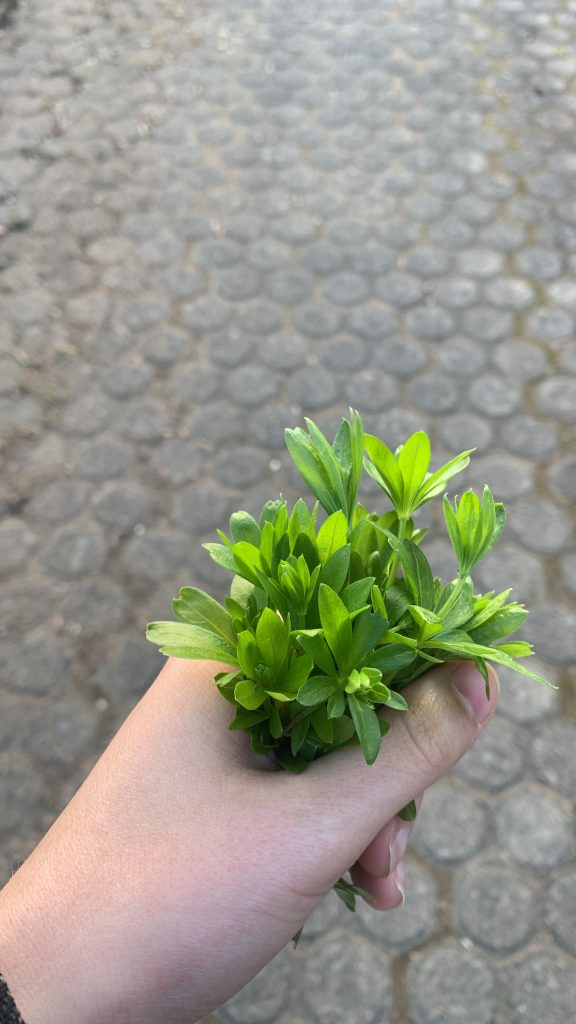 A bundle of woodruff.